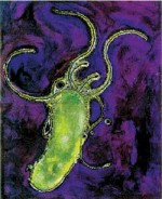 Afbeelding van de Helicobacter pylori bacterie.